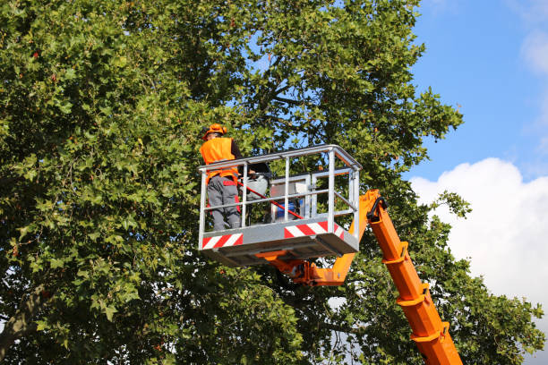 Best Tree Mulching  in Wentworth, NC